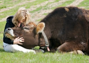 linus_the-_dairy_cow